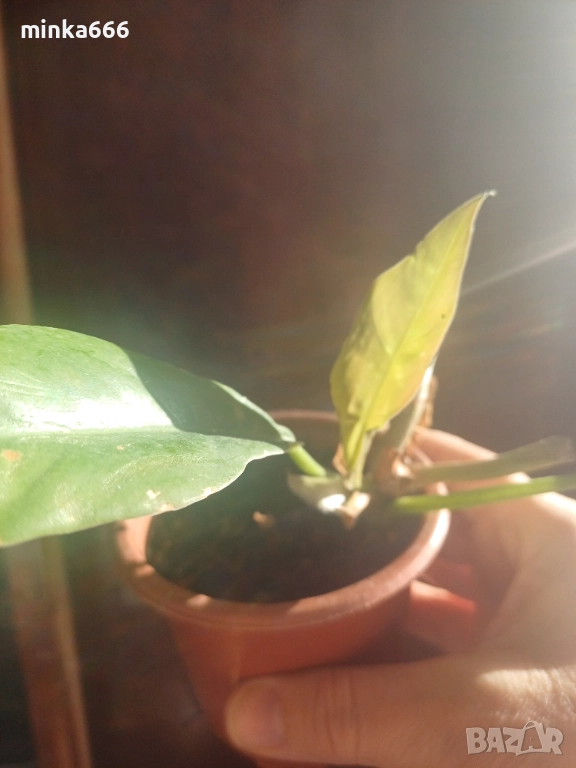 Вариегатен филодендрон., снимка 1