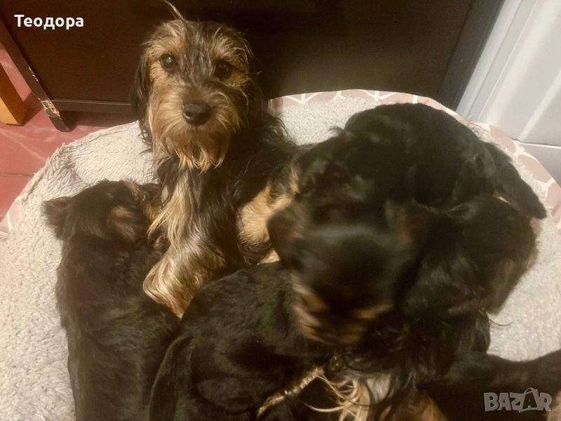 Йоркширски , снимка 1