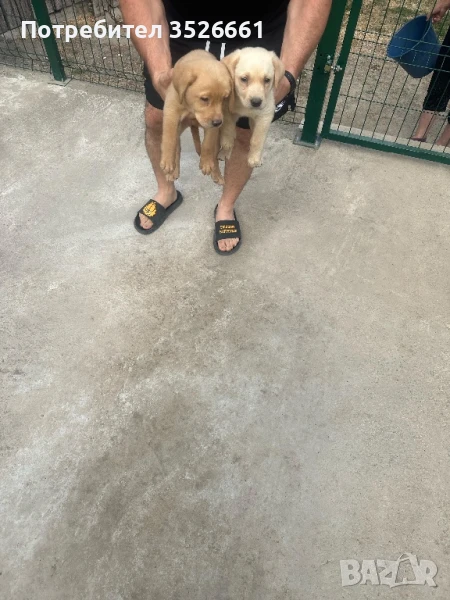 Лабрадор ретривър, снимка 1