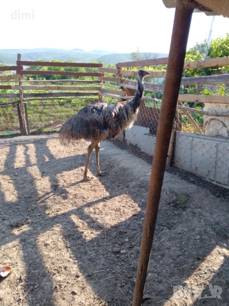 Зряло Женско Ему на 2,7г  , снимка 1