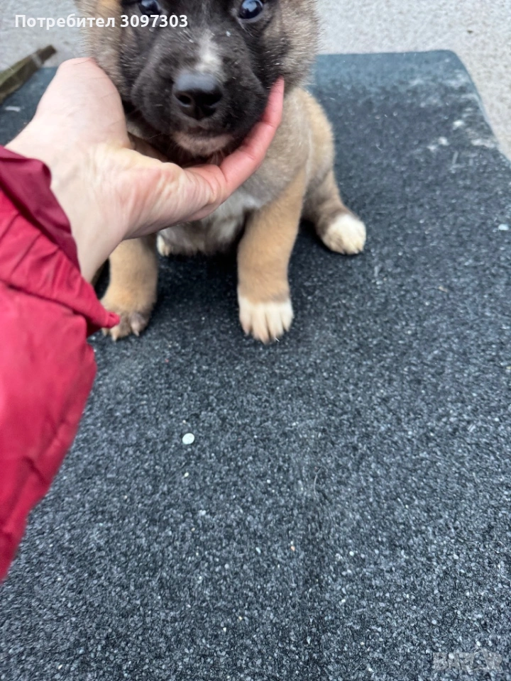 Белгийска овчарка Малиноа, снимка 1