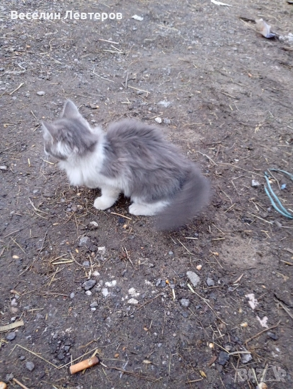 Продавам две котета , снимка 1