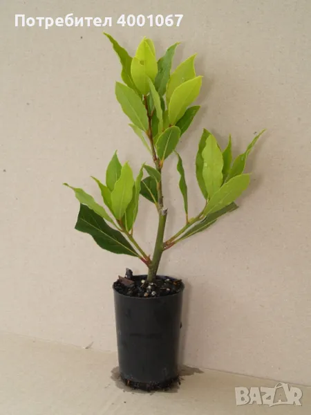 дафинов лист, снимка 1