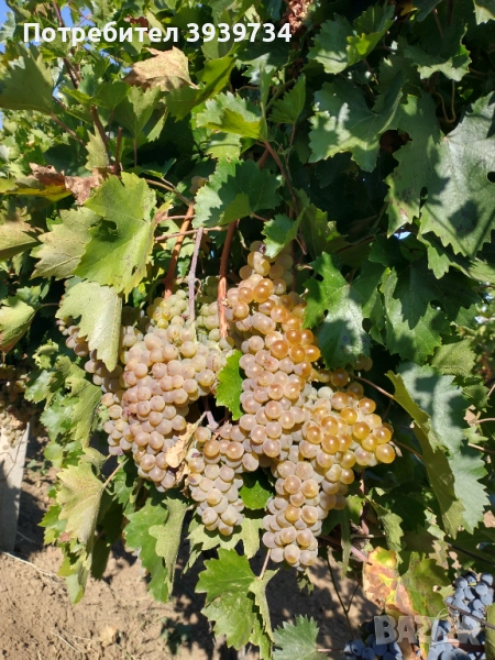 Продаваме грозде - за вино и ракия, снимка 1