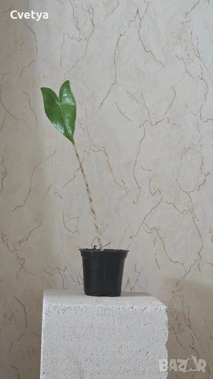 Алоказия-зебрина, снимка 1