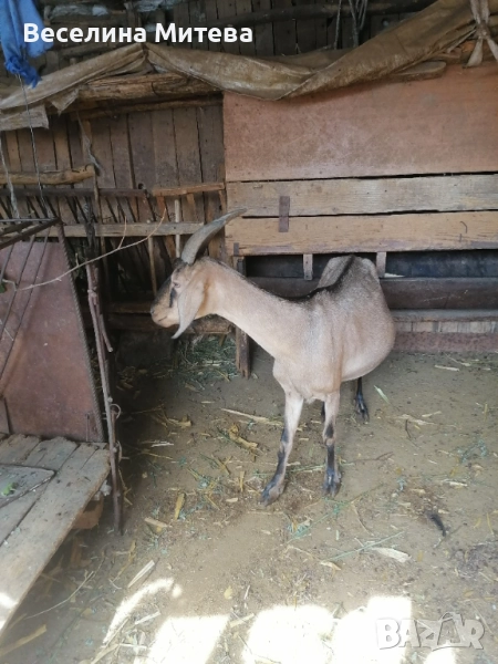 коза, снимка 1