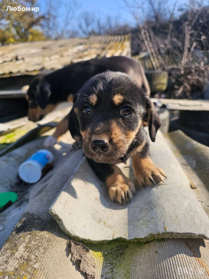 Малки Ротфайлери, снимка 1