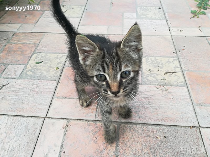 КОТЕ МЯУ МЪР ИВОНКА ВИДИН 0509221551, снимка 1