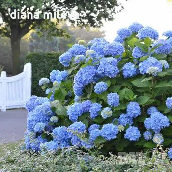 Хортензия синя за сянка, Hydrangea macr. Nikko Blue, снимка 1