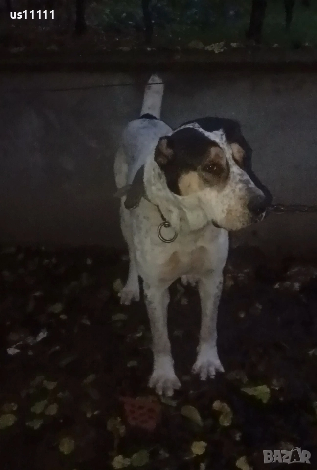 продава се мъжки алабай , снимка 1