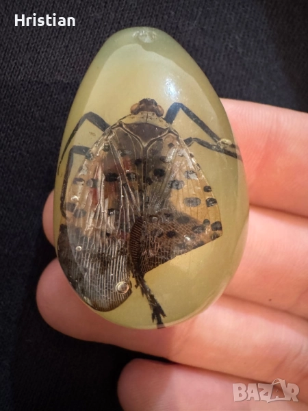 Препарирана пеперуда , снимка 1