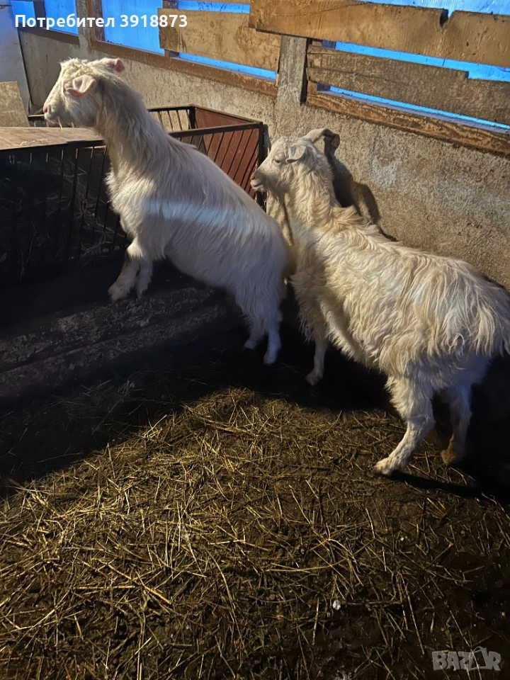 Продавам коза и яре, снимка 1