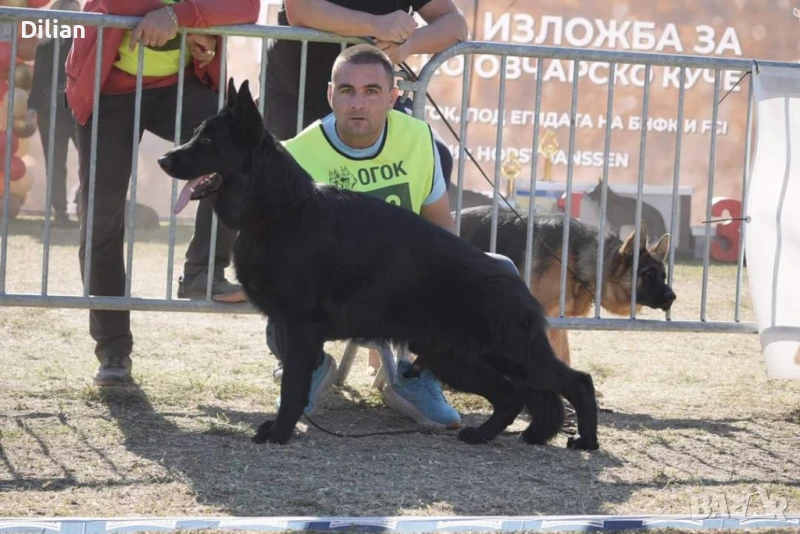 Продавам Малки Немски Овчарки, снимка 1