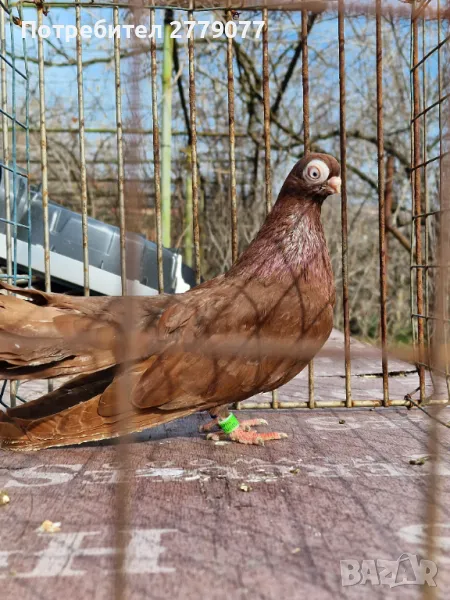 Варненски и плевенски гълъби, снимка 1