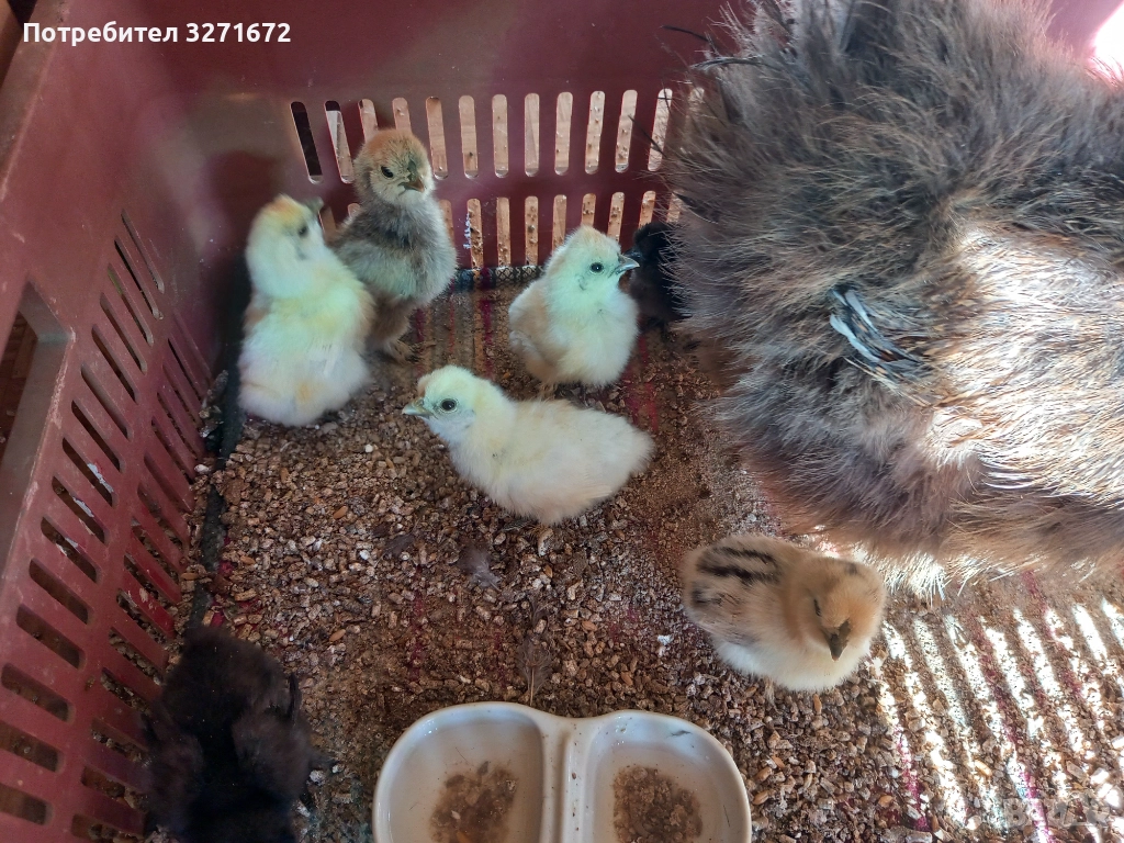 Копринки, пиленца , снимка 1