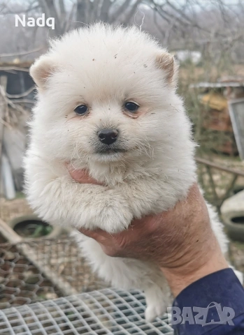 померан , снимка 2 - Померан - 53929572