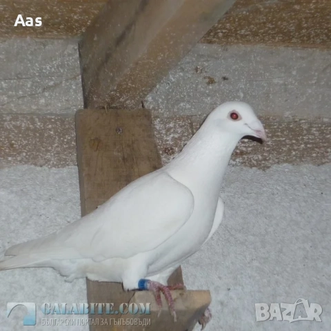 Бели спортни гълъби