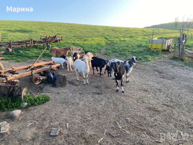 Кози и ярета , снимка 9 - Кози - 54330596