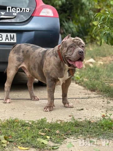 Американско Були ХЛ за разплод, снимка 3 - Други - 48276659