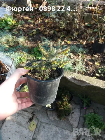 Erica-Ерика, снимка 4 - Разсади - 47427074