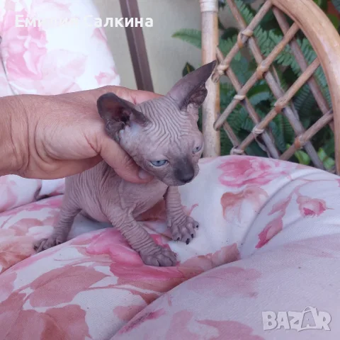 Канадси сфинкс женска, снимка 8 - Сфинксове - 56074362