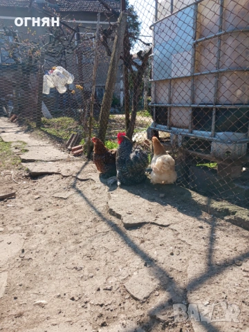 Свободно трио мини кохин