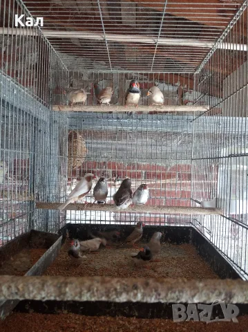 Зеброви амадини, снимка 6 - Амадини - 48738060