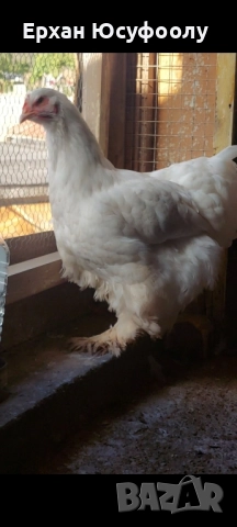 Кохин, Пауни, Брама, снимка 2 - други­ - 52025761