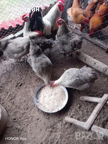 Разподни яйца от катунска кокошка Сребърна линия Разподни яйца от катунска кокошка Сребърна линия , снимка 2 - Кокошки и пуйки - 53273408