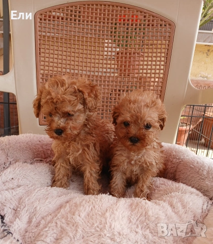 Той пудел/малтипу F2-момче и момиче, снимка 4 - Пудели - 54181433