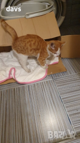 Намерено - Рижаво мъниче спешно търси дом, снимка 8 - Други - 52807638