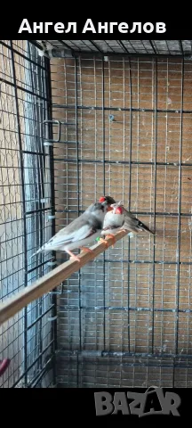 амадини зеброви амадини , снимка 2 - Амадини - 56533169