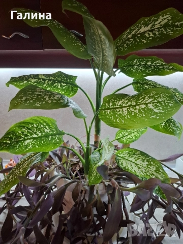 Дифенбахия в комбинация пурпорно сърце., снимка 2 - Стайни растения - 50577713