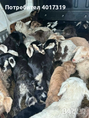 продавам ярета , снимка 2 - Кози - 54016564