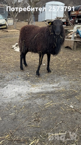Романовски овце и агнета за клане и разплод., снимка 4 - Овце - 50713280