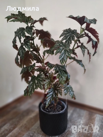 Бегония Диадема , снимка 2 - Стайни растения - 54311276