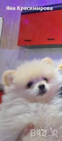 Мини шпиц померан , снимка 5 - Померан - 52877866