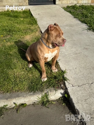 Американски булета , снимка 12 - Питбул - 52912672