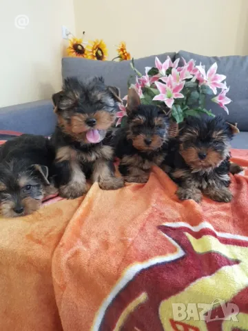 Йоркширски териер йорки , снимка 7 - Йоркширски териер - 49514923