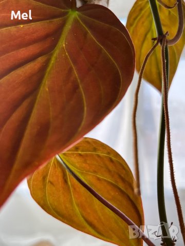 Philodendron micans, снимка 2 - Стайни растения - 39706093