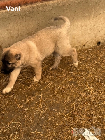 Кангал /кангалчета, снимка 4 - Кангал - 53914452