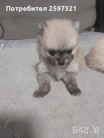 Померан, снимка 5 - Померан - 52435903