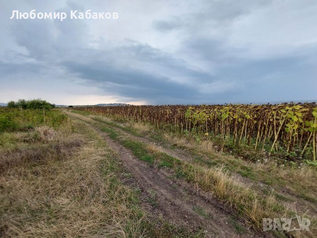 Парцел 7 дка с. Петърч, Софийска област, снимка 4 - Земеделска земя - 38364892