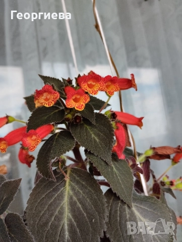 колерия растения и ризоми , снимка 11 - Стайни растения - 51619779