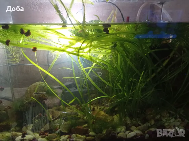 Подарявам водорасли за аквариум, снимка 2 - Оборудване за аквариуми - 48136425