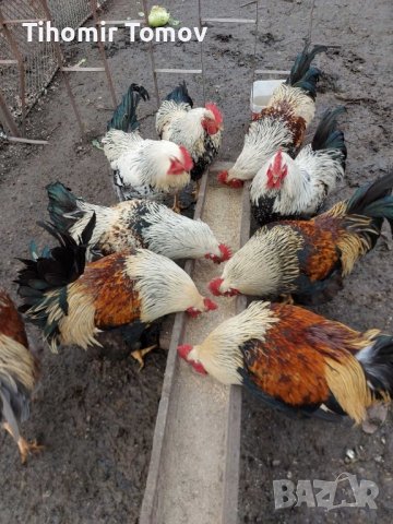 продавам ярки пилета яйца петли пуйки патици , снимка 8 - Кокошки и пуйки - 44303999