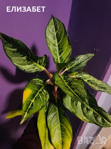 Aglaonema aglaonema