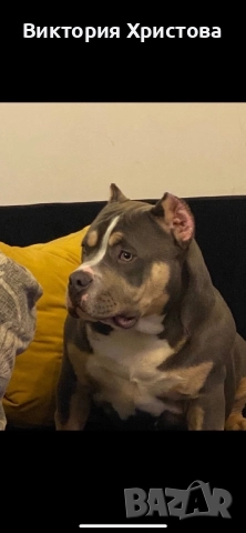 Американско Були покет, снимка 2 - Други - 52839127