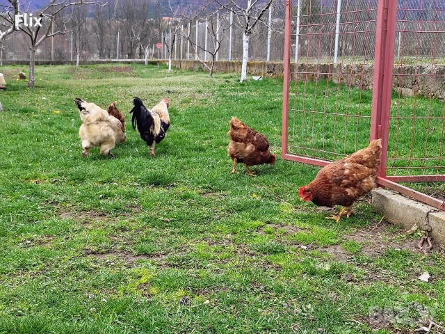 кокошки носачки, снимка 2 - Кокошки и пуйки - 54245188