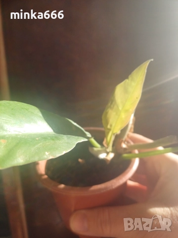 Вариегатен филодендрон.